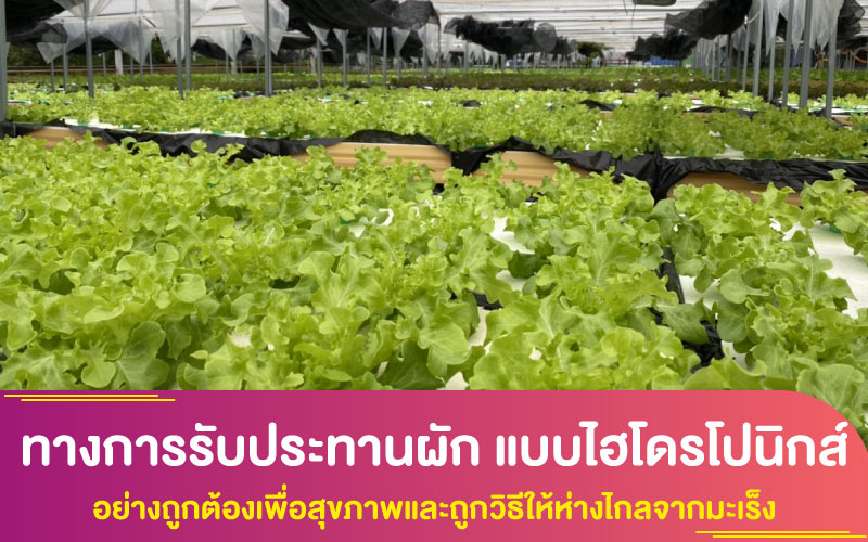 ทางการรับประทานผัก แบบไฮโดรโปนิกส์ อย่างถูกต้องเพื่อสุขภาพและถูกวิธีให้ห่างไกลจากมะเร็ง