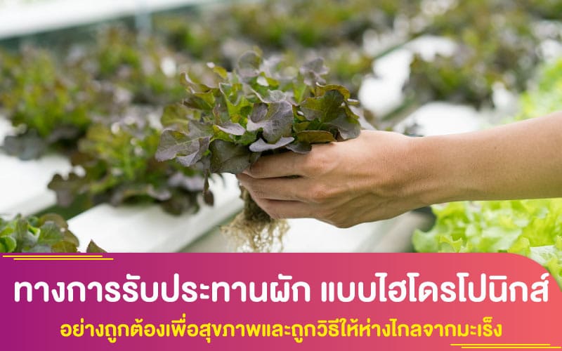 ทางการรับประทานผัก แบบไฮโดรโปนิกส์ อย่างถูกต้องเพื่อสุขภาพและถูกวิธีให้ห่างไกลจากมะเร็ง